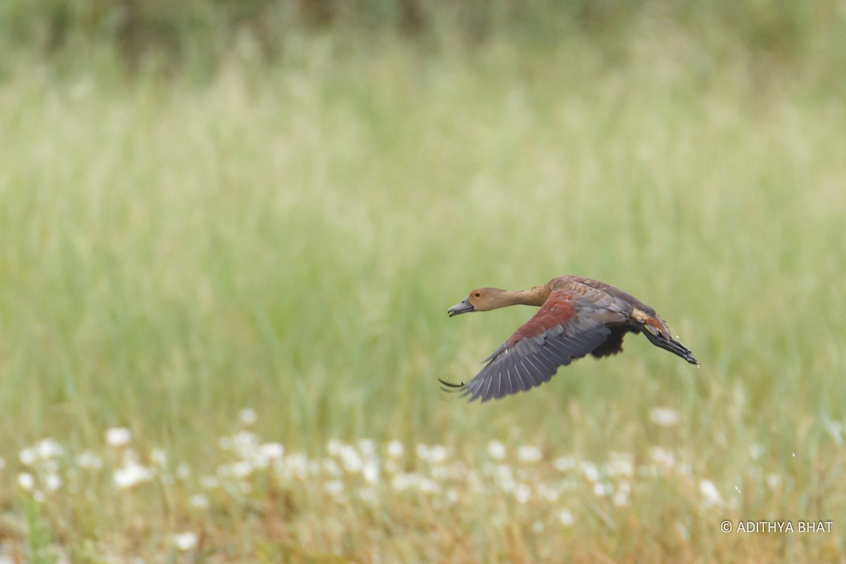 Dendrocygne siffleur - ML76932451