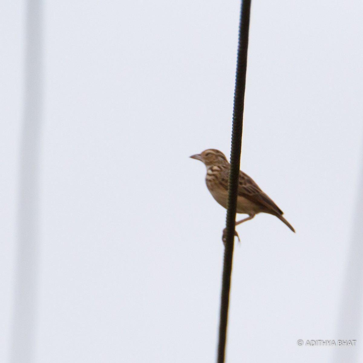 Jerdon's Bushlark - ML76932571