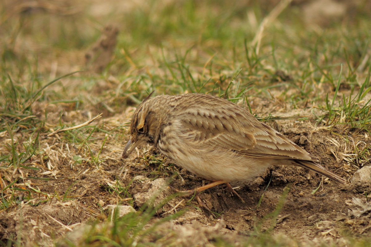 Crested Lark - ML76934341