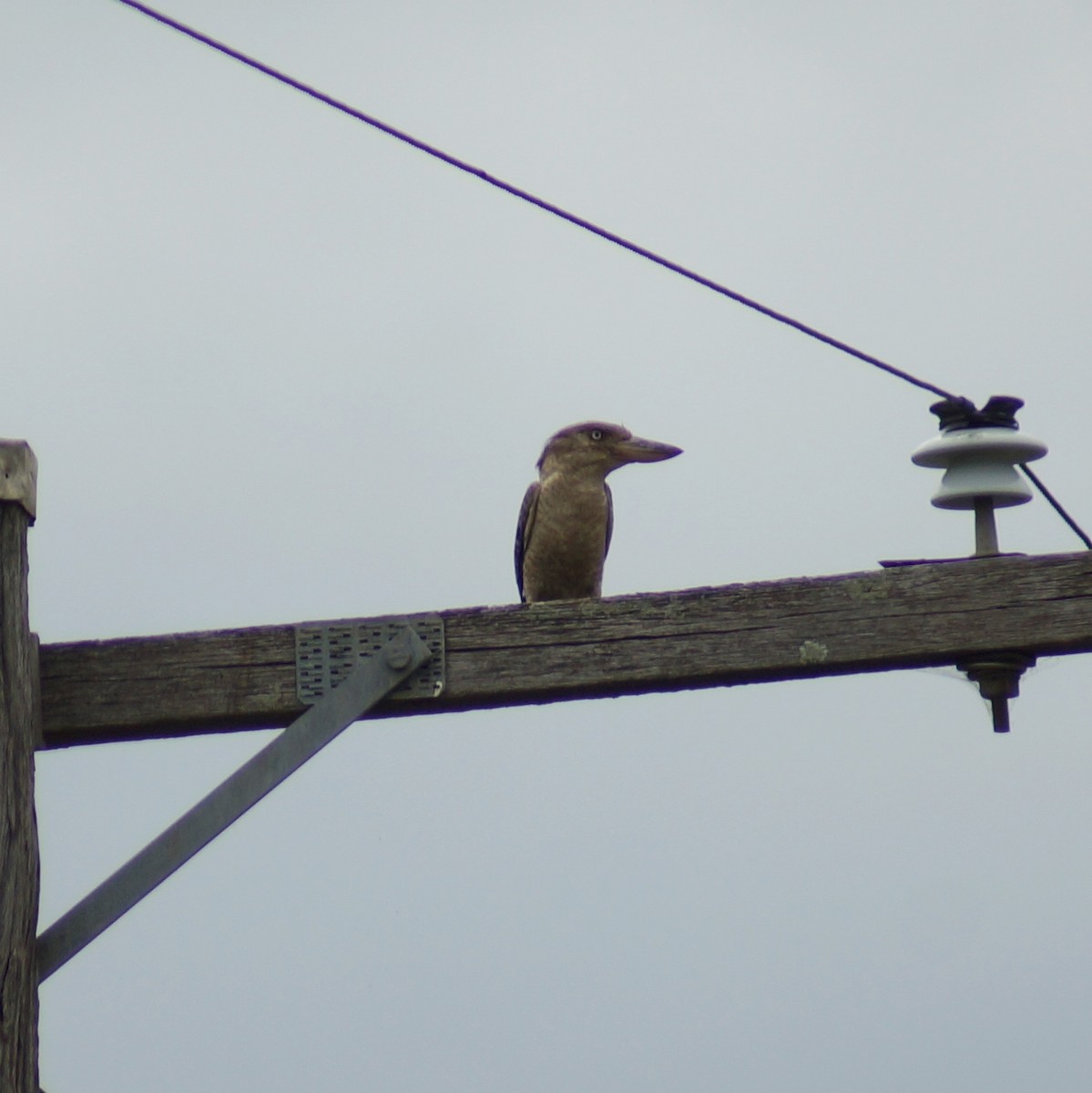 Blue-winged Kookaburra - Sara Young