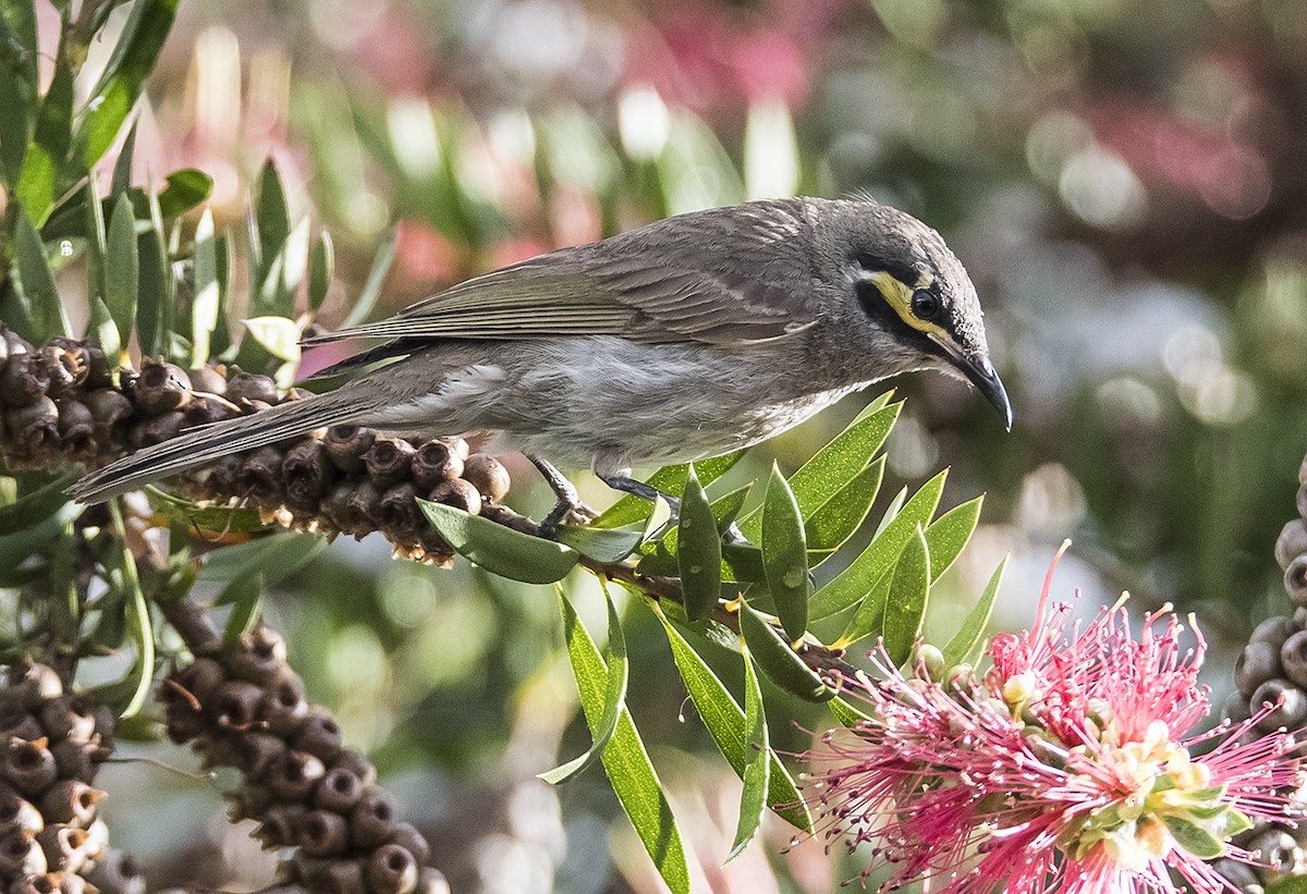 Yellow-faced Honeyeater - ML76935571