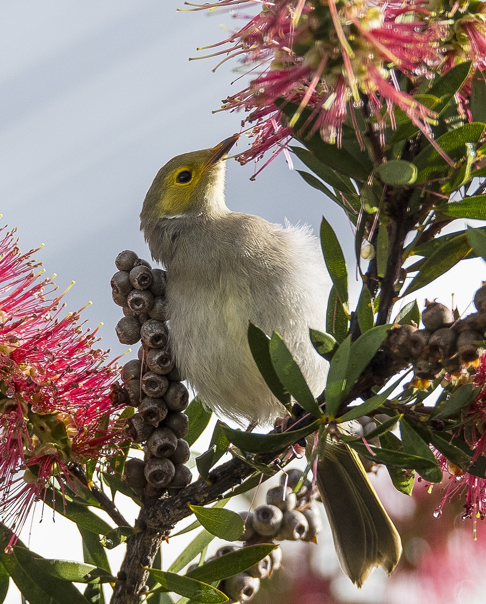 White-plumed Honeyeater - ML76935611