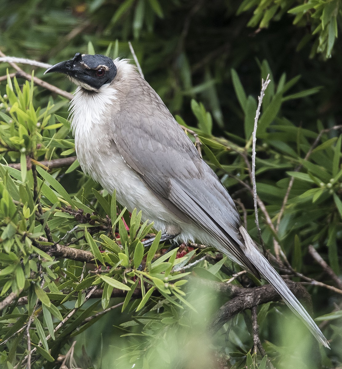 Noisy Friarbird - ML76935651