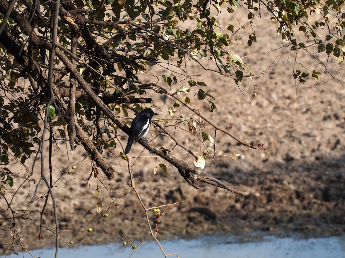 Oriental Magpie-Robin - ML76935741