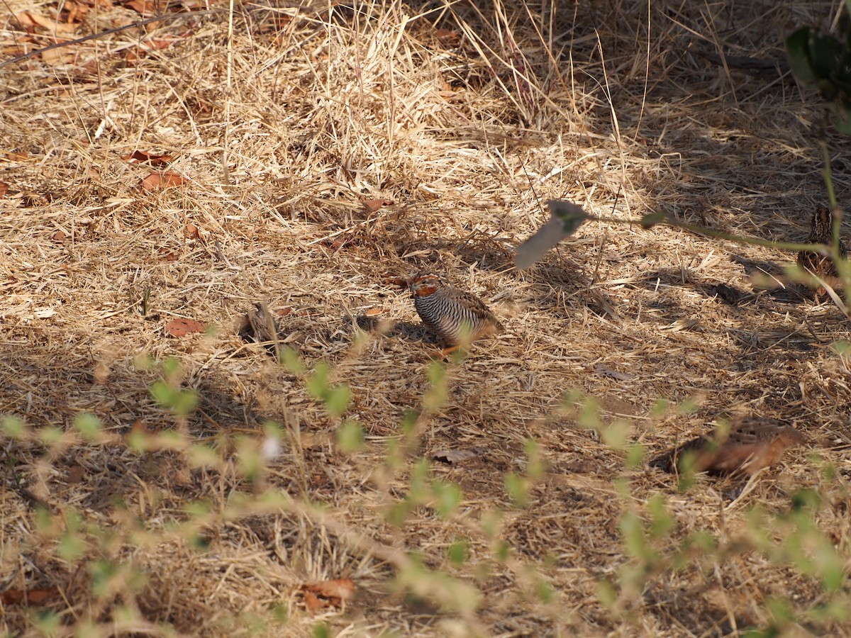 Jungle Bush-Quail - Daniel Lebbin