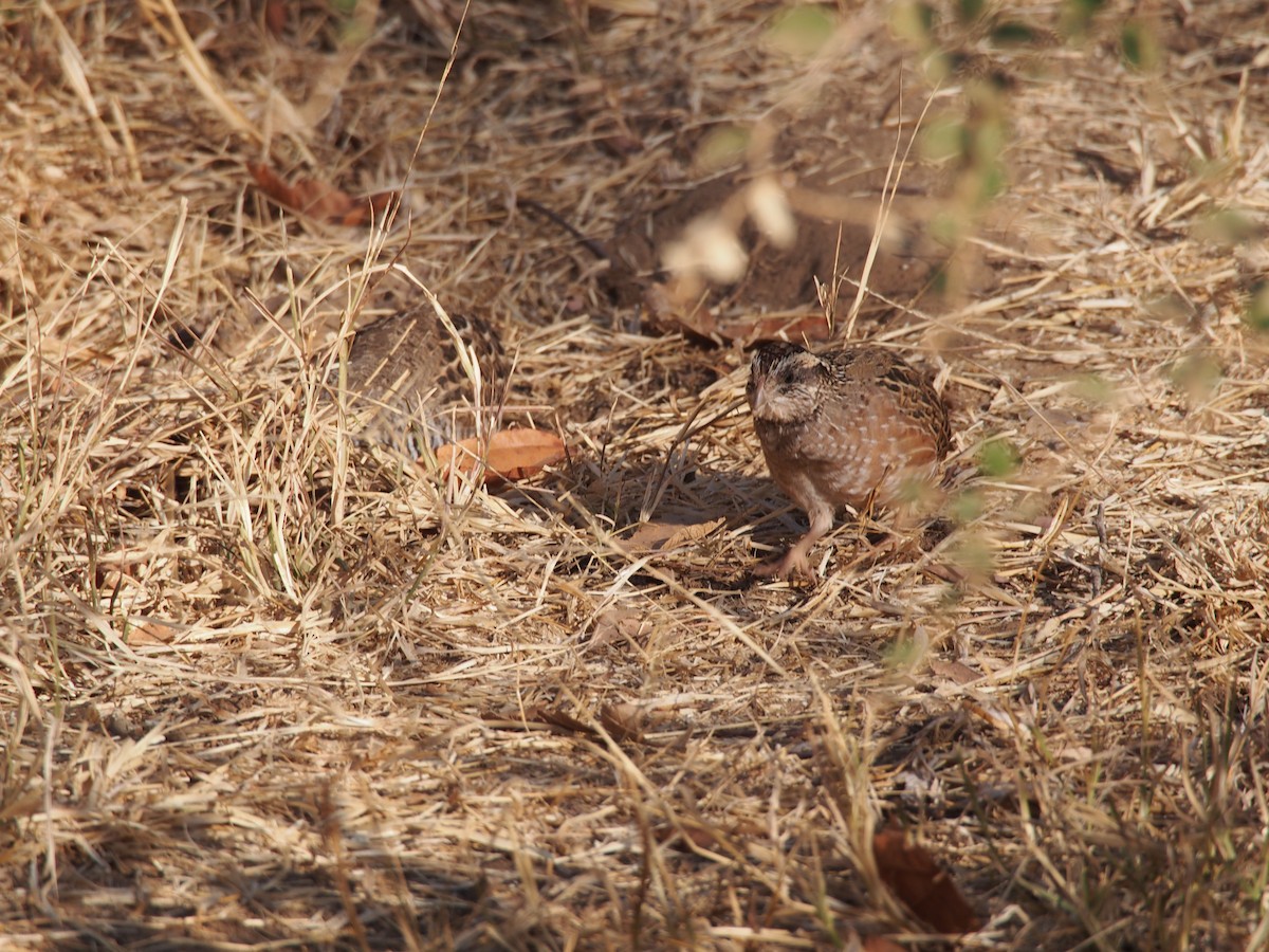 Jungle Bush-Quail - ML76937361