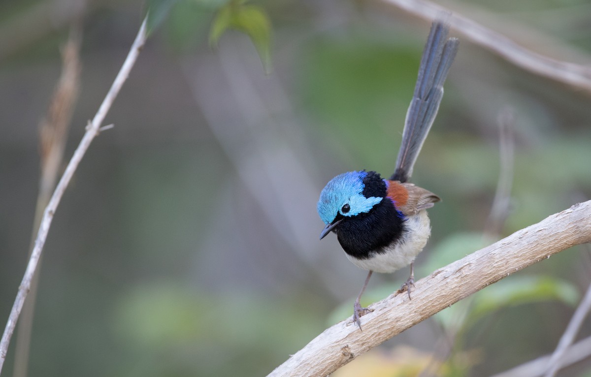 Variegated Fairywren - ML76937751