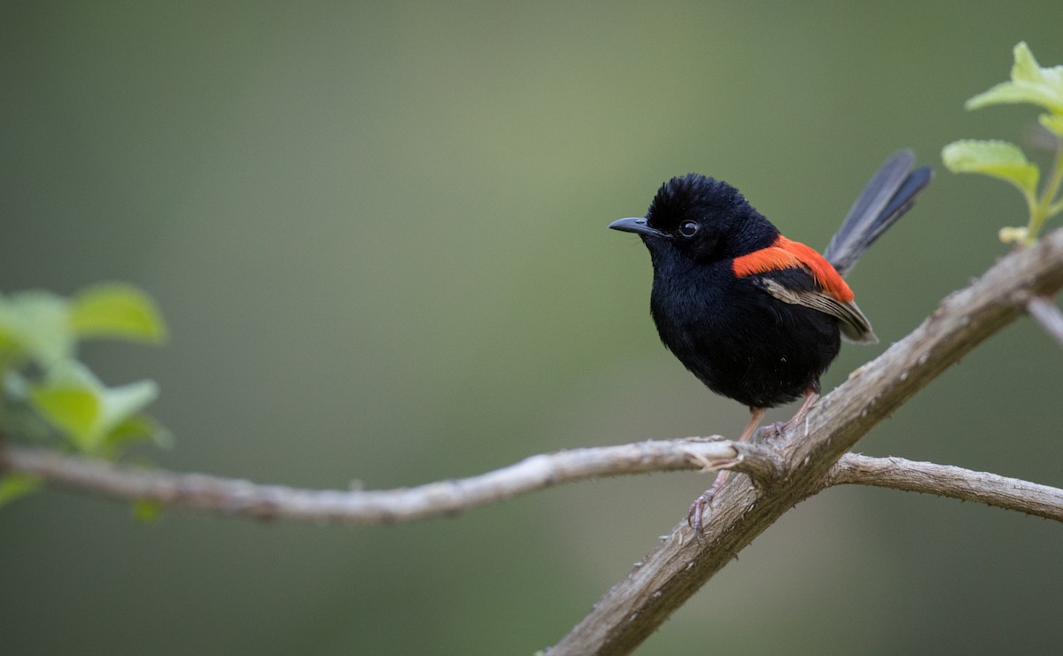 Red-backed Fairywren - ML76937761