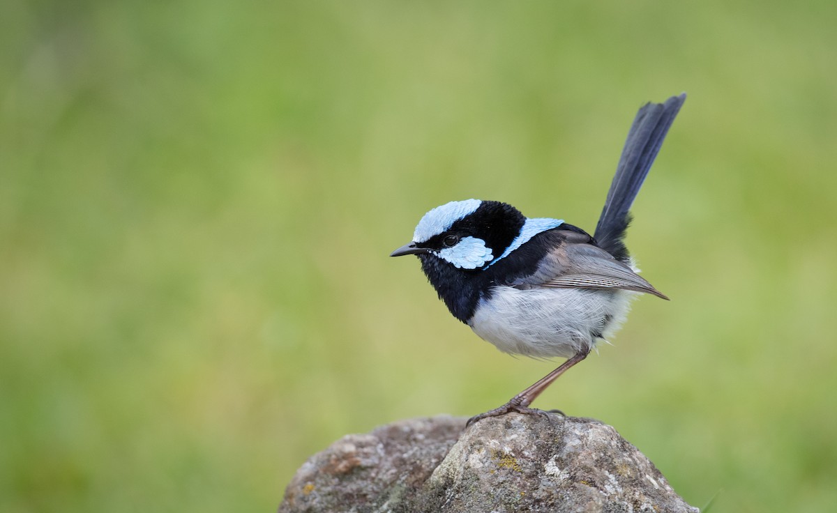 Superb Fairywren - Ian Davies