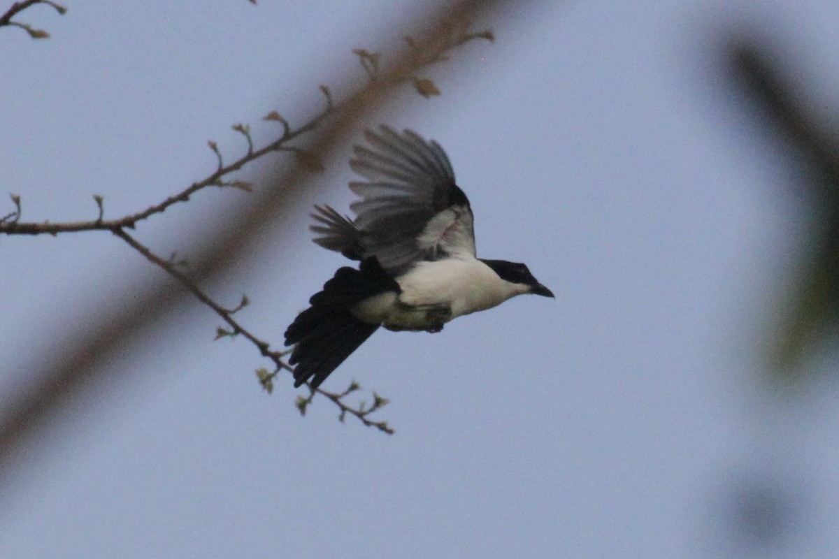 Tropical Boubou - ML76938231