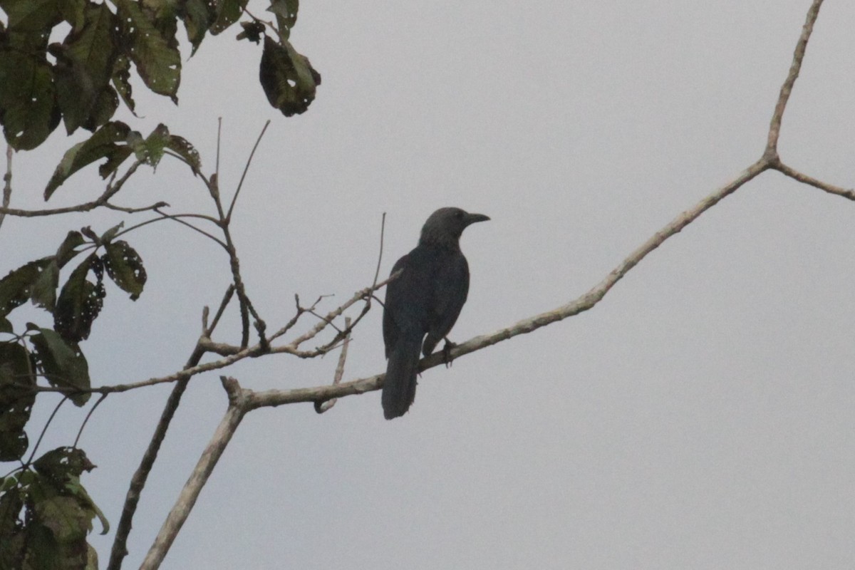 Red-winged Starling - ML76938301