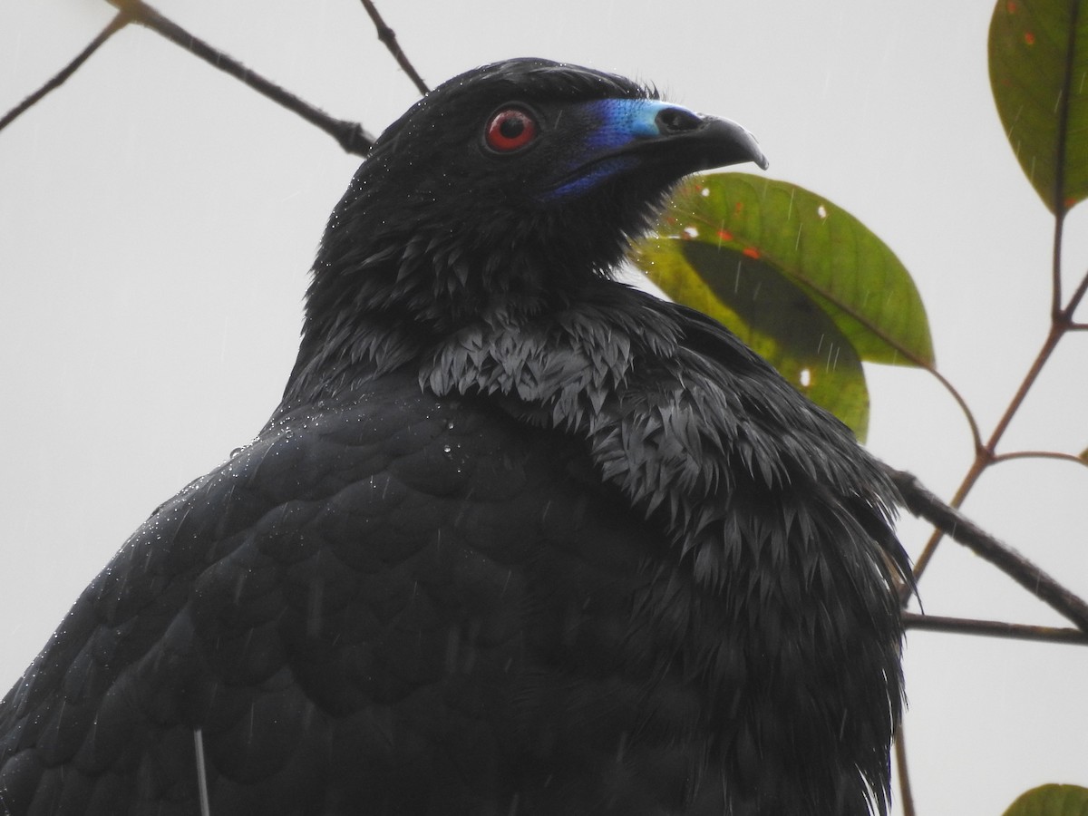 Schwarzguan - ML76938451