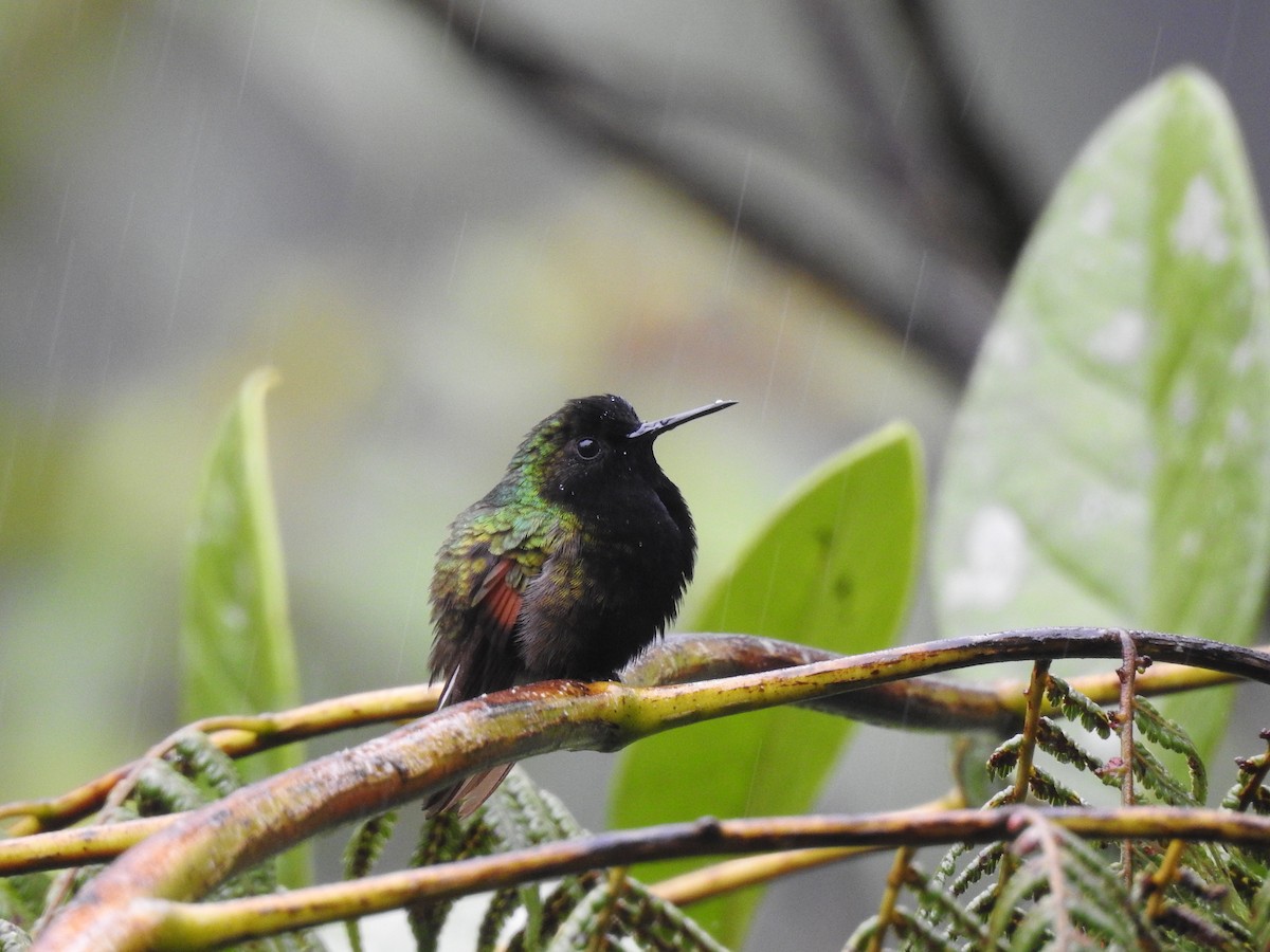 Colibrí Ventrinegro - ML76938551