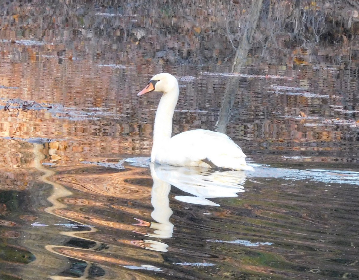 Cygne tuberculé - ML76938601