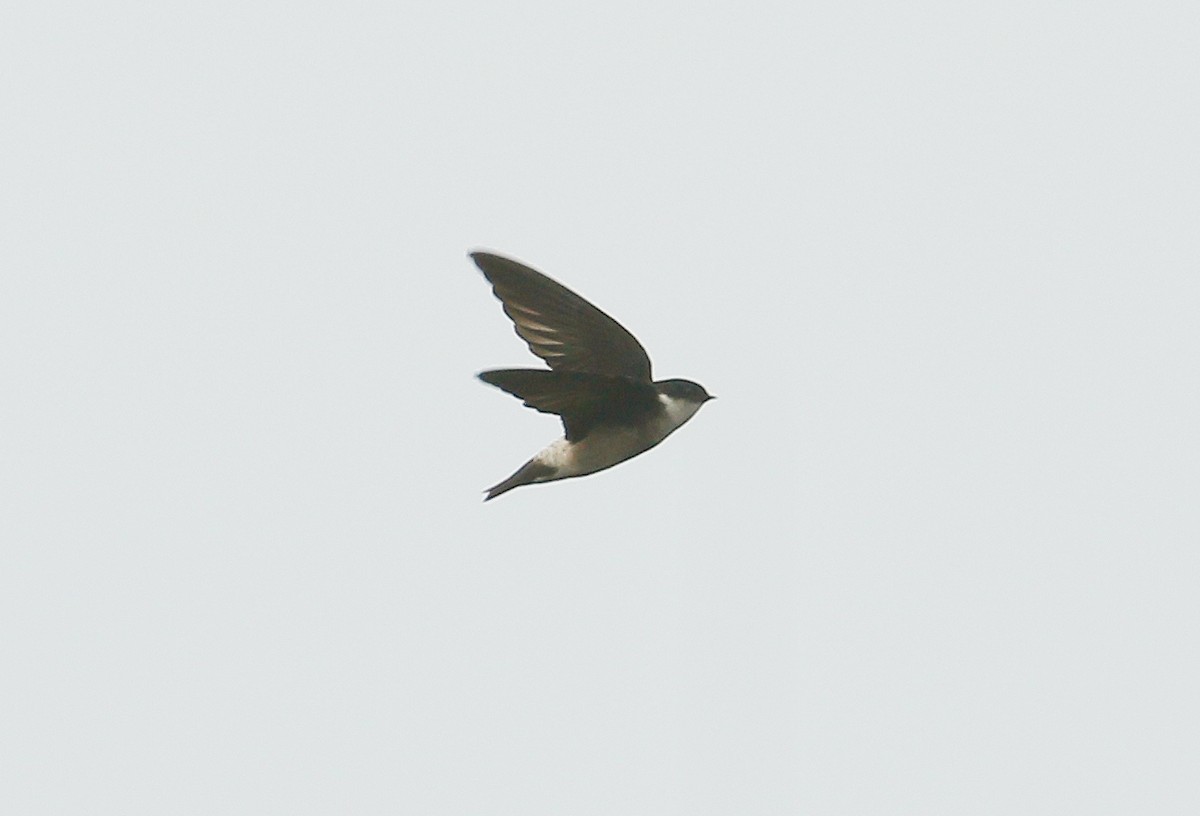 Asian House-Martin - ML76940111