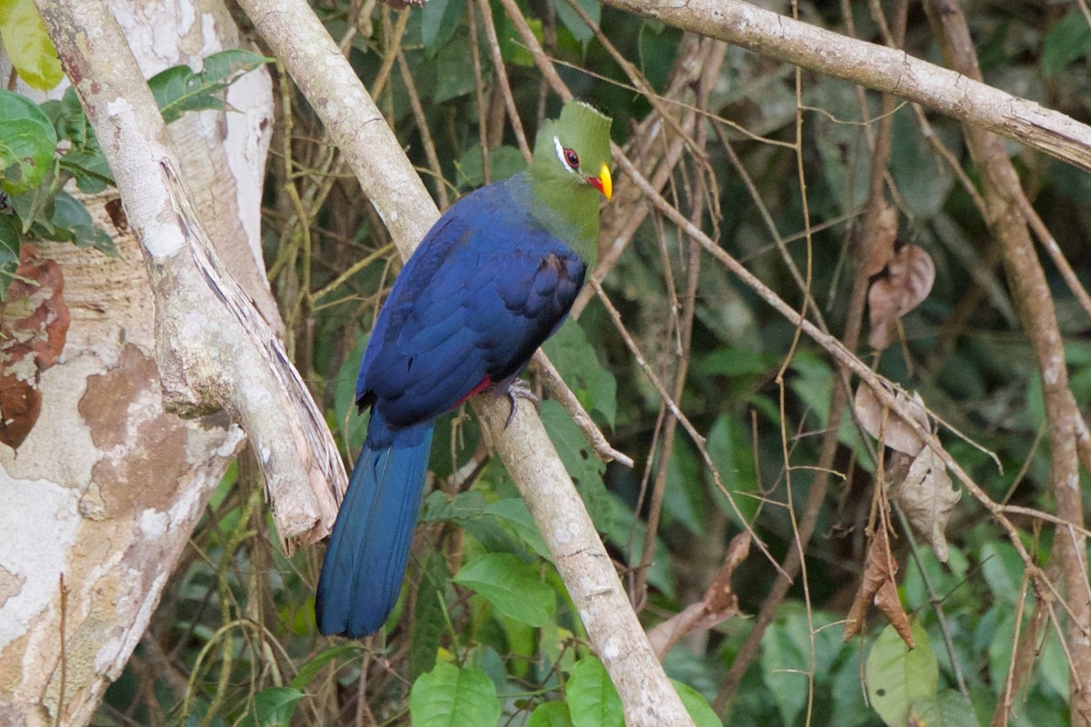Yellow-billed Turaco - Marilyn Henry