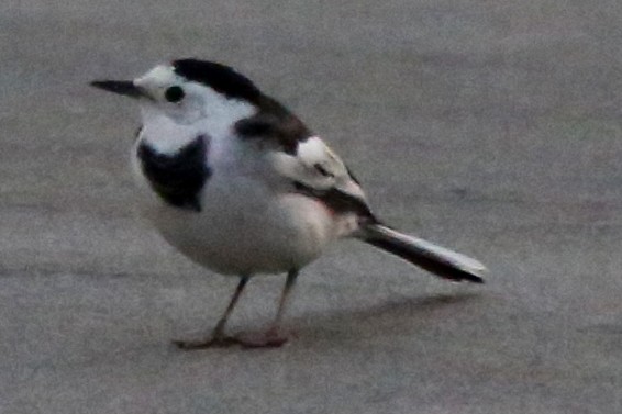 White Wagtail (Chinese) - ML76942571