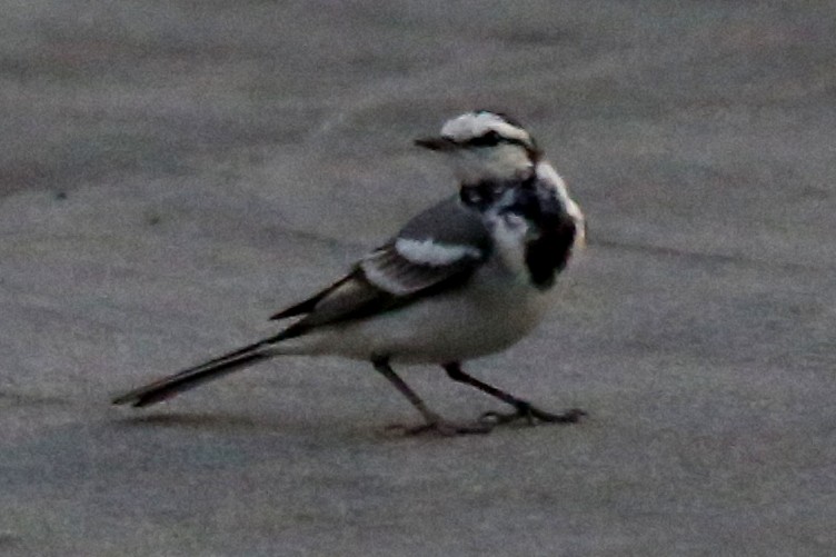 White Wagtail (Black-backed) - ML76942631