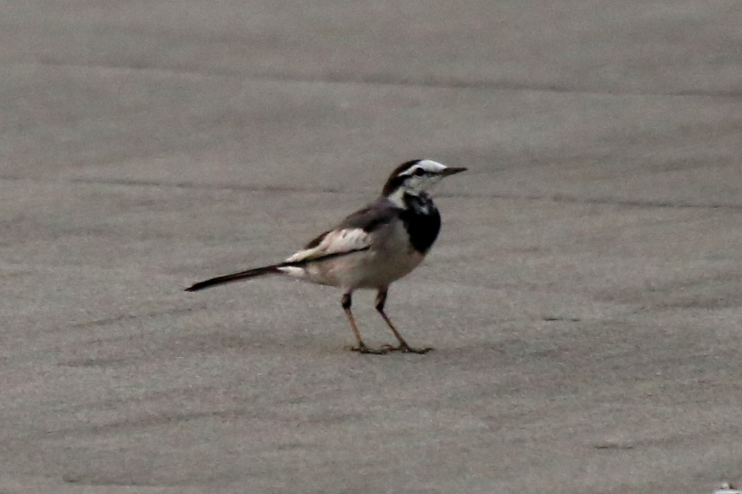 White Wagtail (Black-backed) - ML76942641