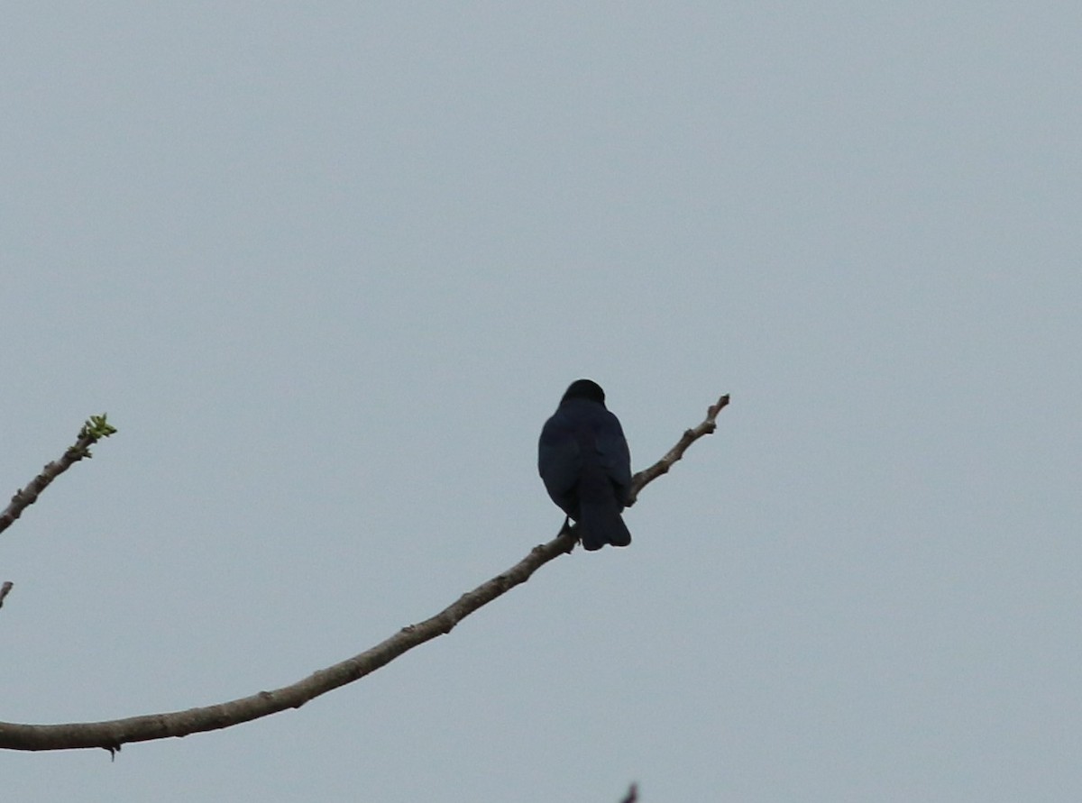 Square-tailed Drongo - ML76943281