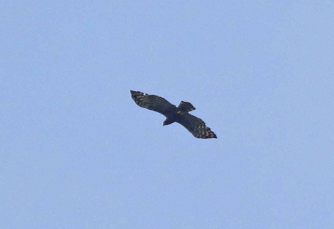 Águila Negra - ML76944001