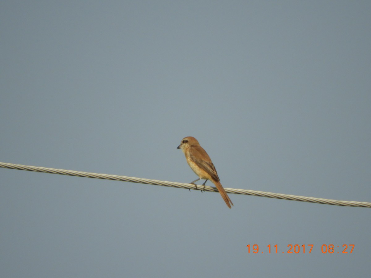 Brown Shrike - ML76944581