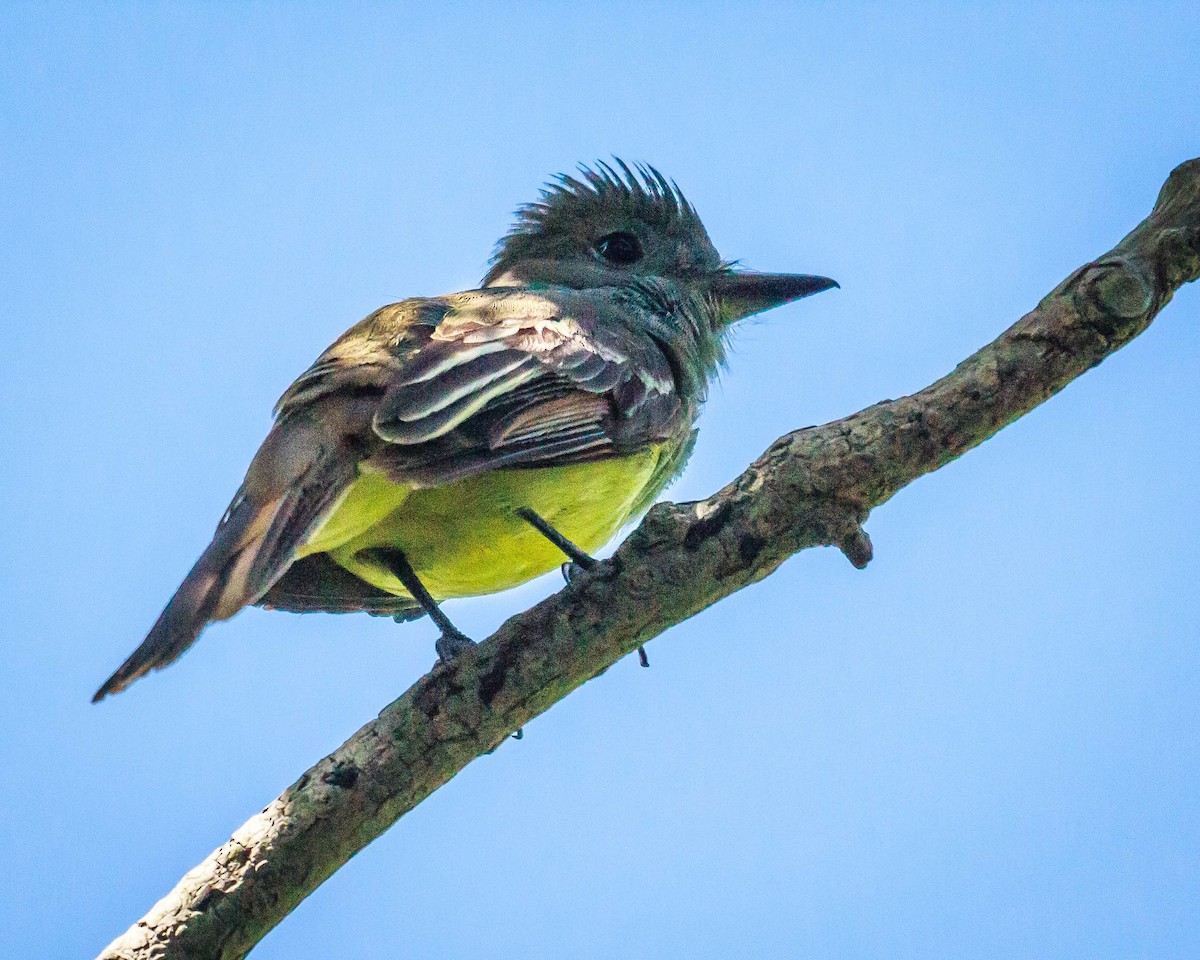 Great Crested Flycatcher - Ray Steelman