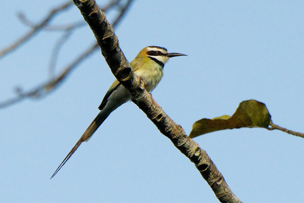 White-throated Bee-eater - ML76945581