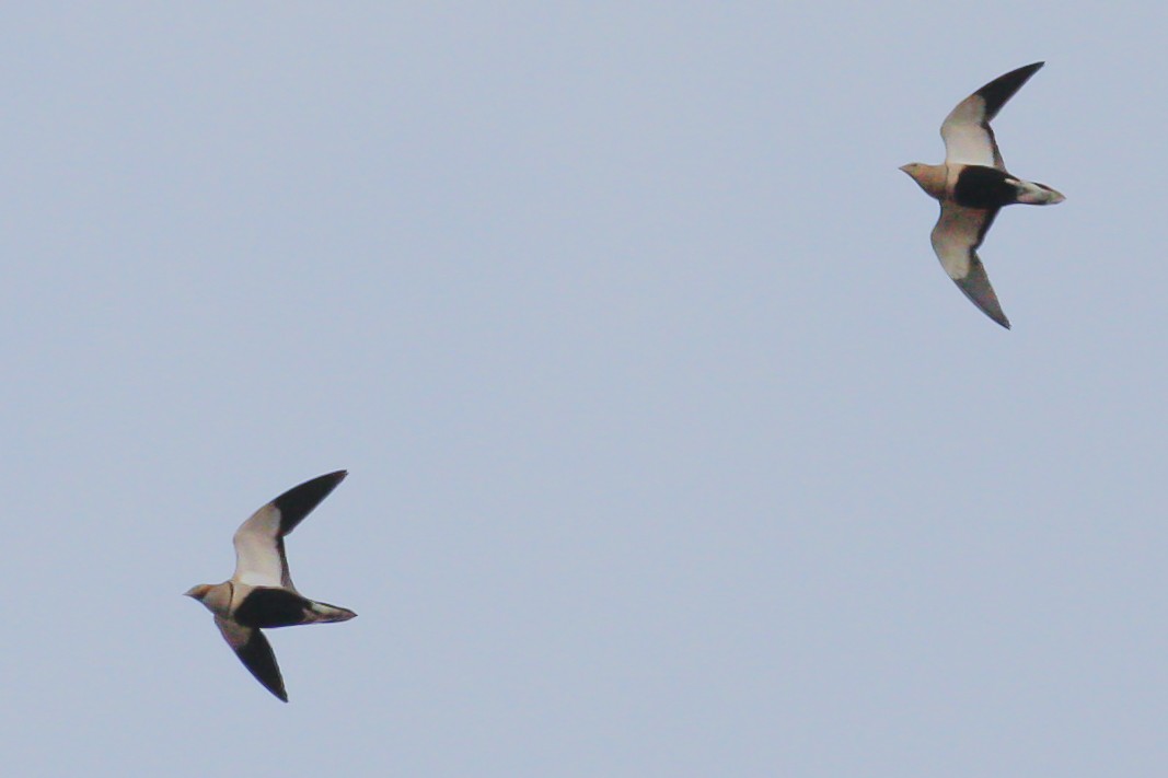 Black-bellied Sandgrouse - ML76945881