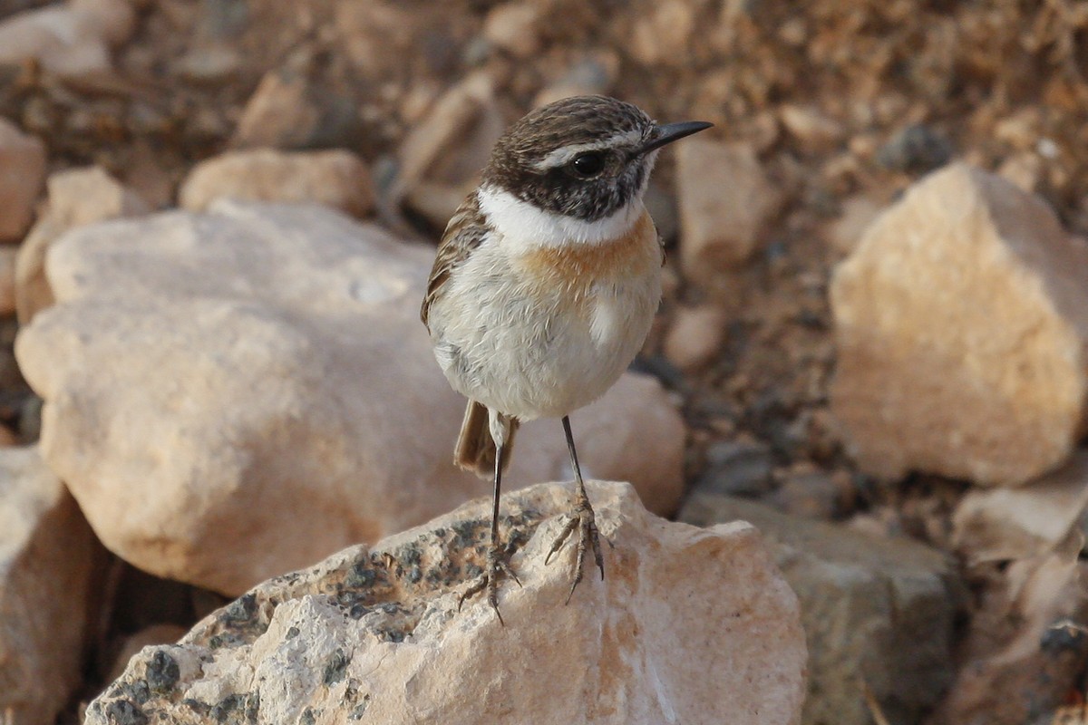 Fuerteventura Stonechat - ML76945931