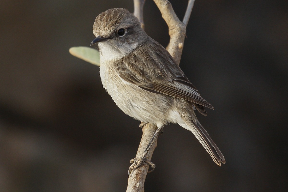 Fuerteventura Stonechat - ML76945941