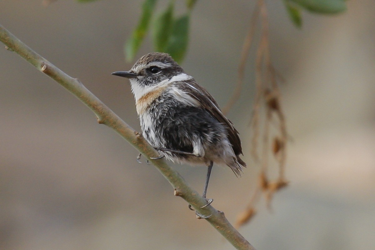 Fuerteventura Stonechat - Peter Kennerley