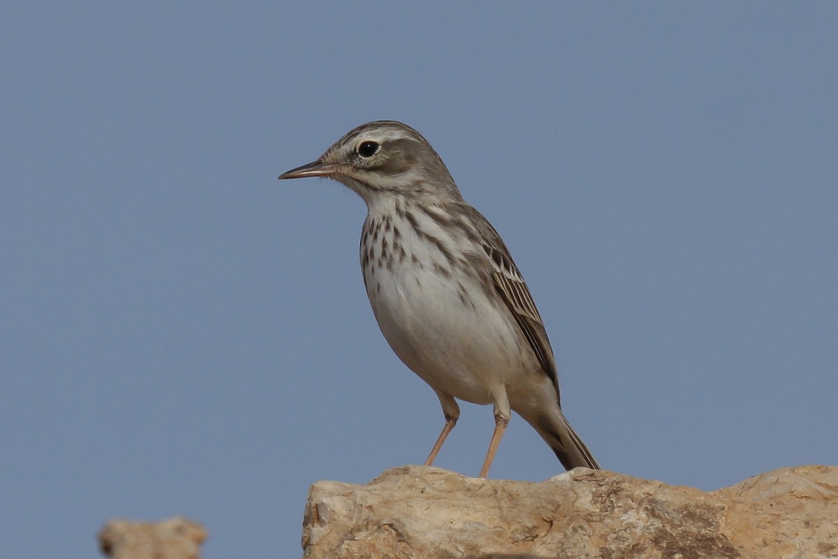 Berthelot's Pipit - ML76946051