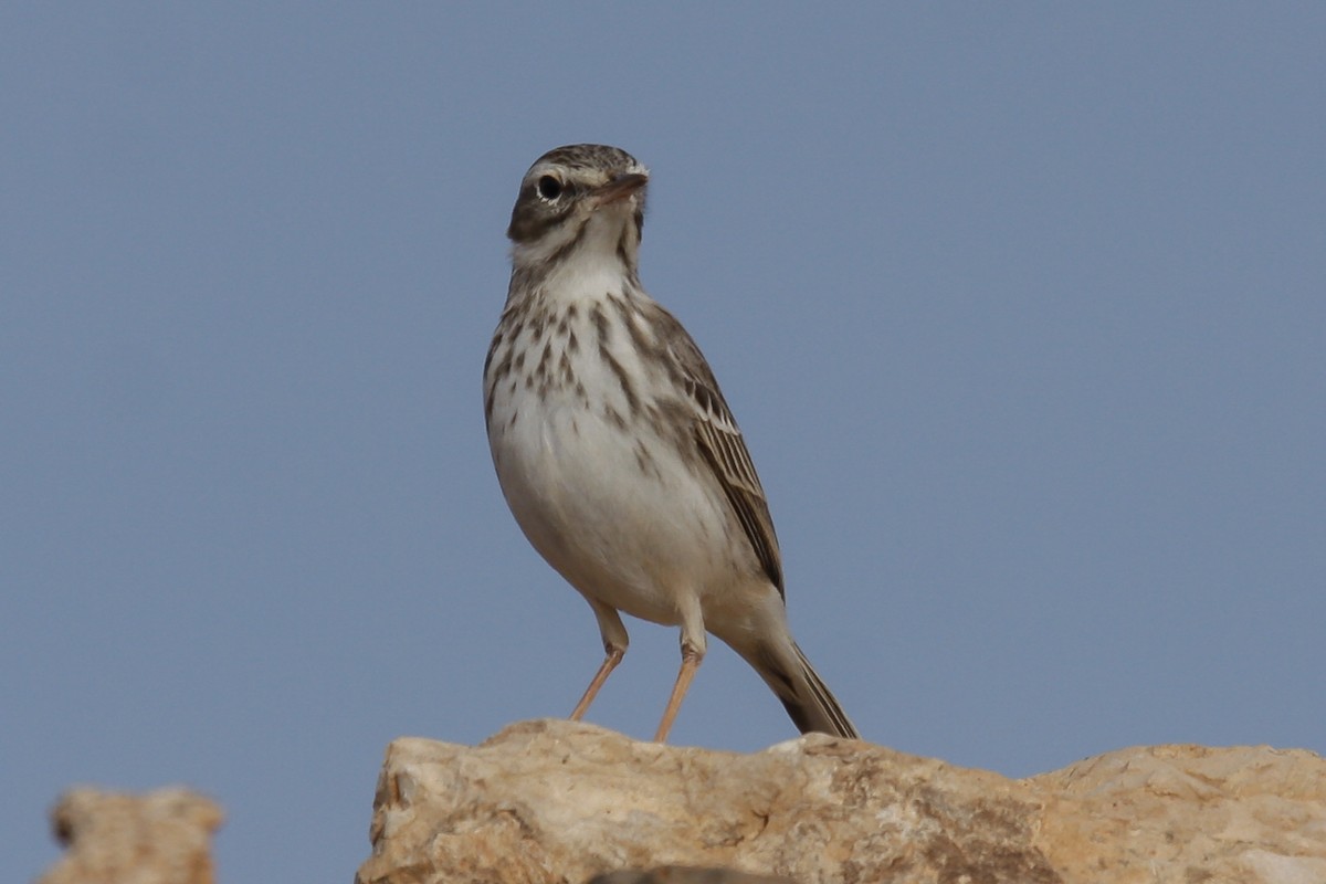 Berthelot's Pipit - ML76946061