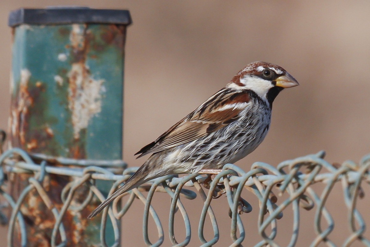 Spanish Sparrow - ML76946121