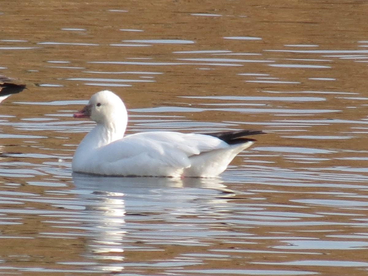 Ross's Goose - ML76946381