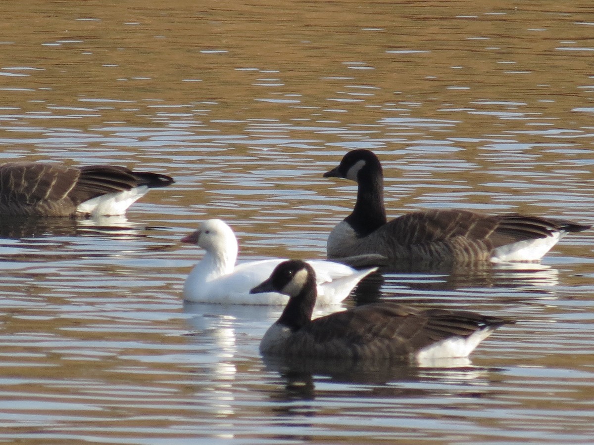 Ross's Goose - ML76946421