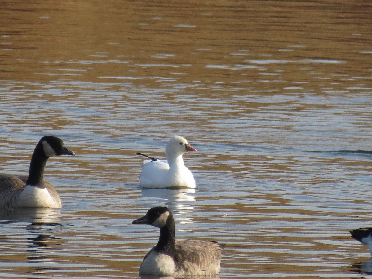 Ross's Goose - ML76946481