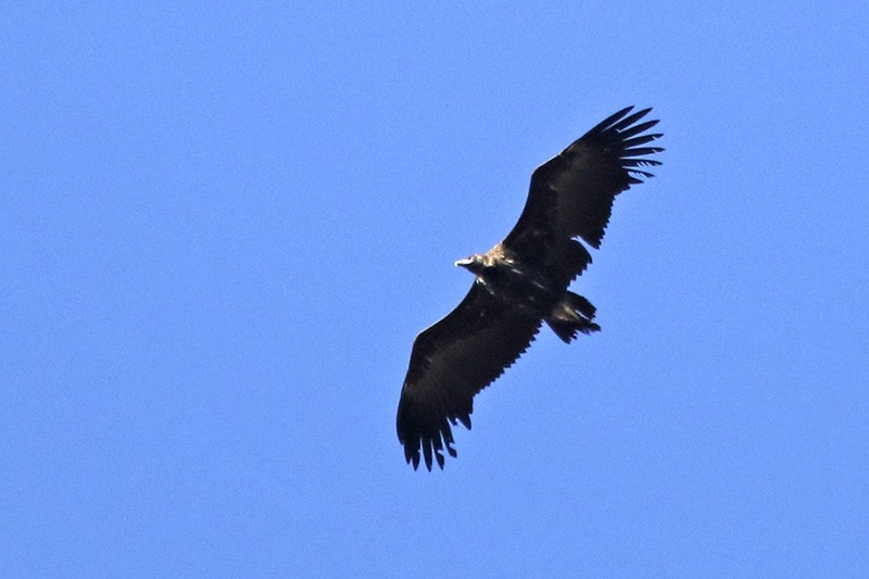 Cinereous Vulture - ML76946681