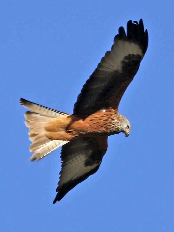 Red Kite - ML76946711