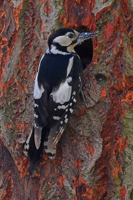 Great Spotted Woodpecker - ML76948001