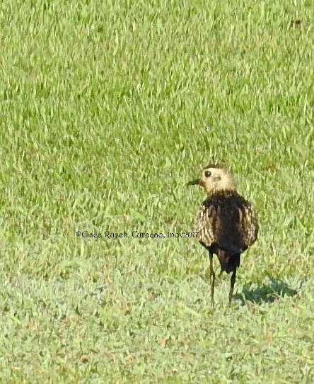 American Golden-Plover - ML76949051