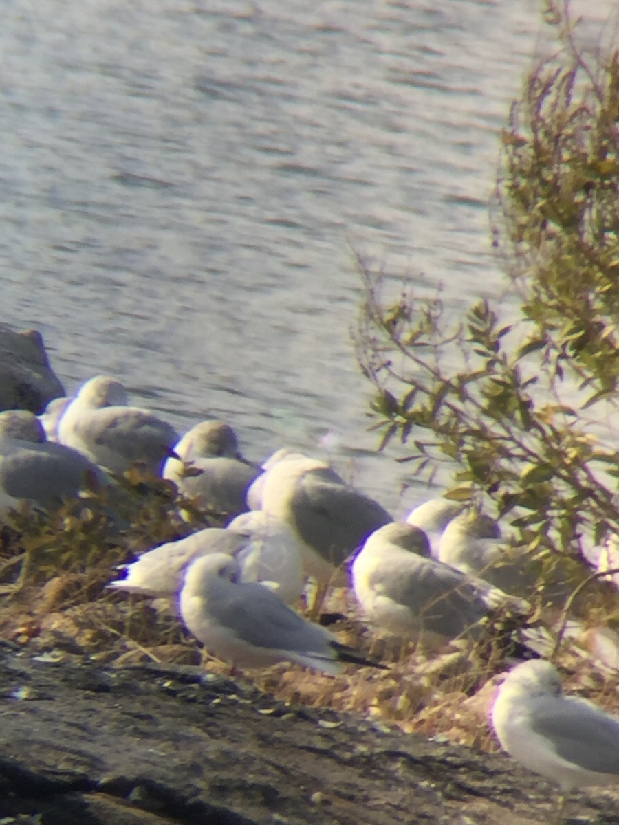 Хүрэн толгойт цахлай - ML76950951