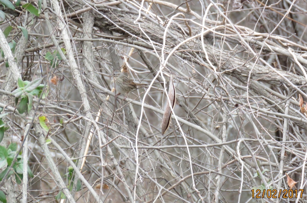 Lincoln's Sparrow - ML76951261