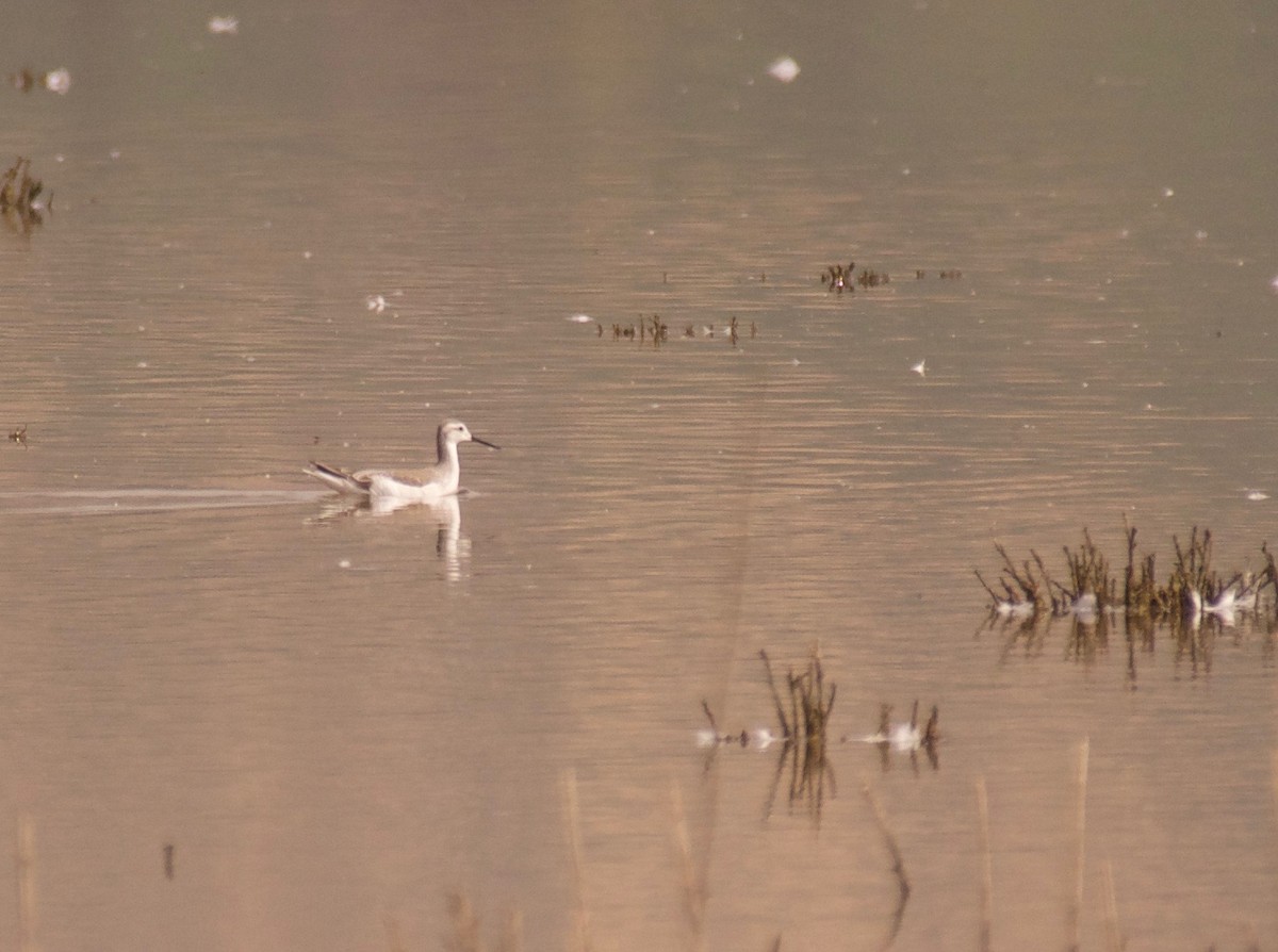 lyskonoh dlouhozobý - ML76952431