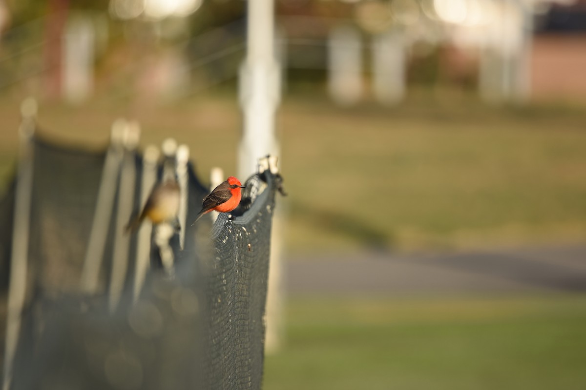 Vermilion Flycatcher - ML76953041