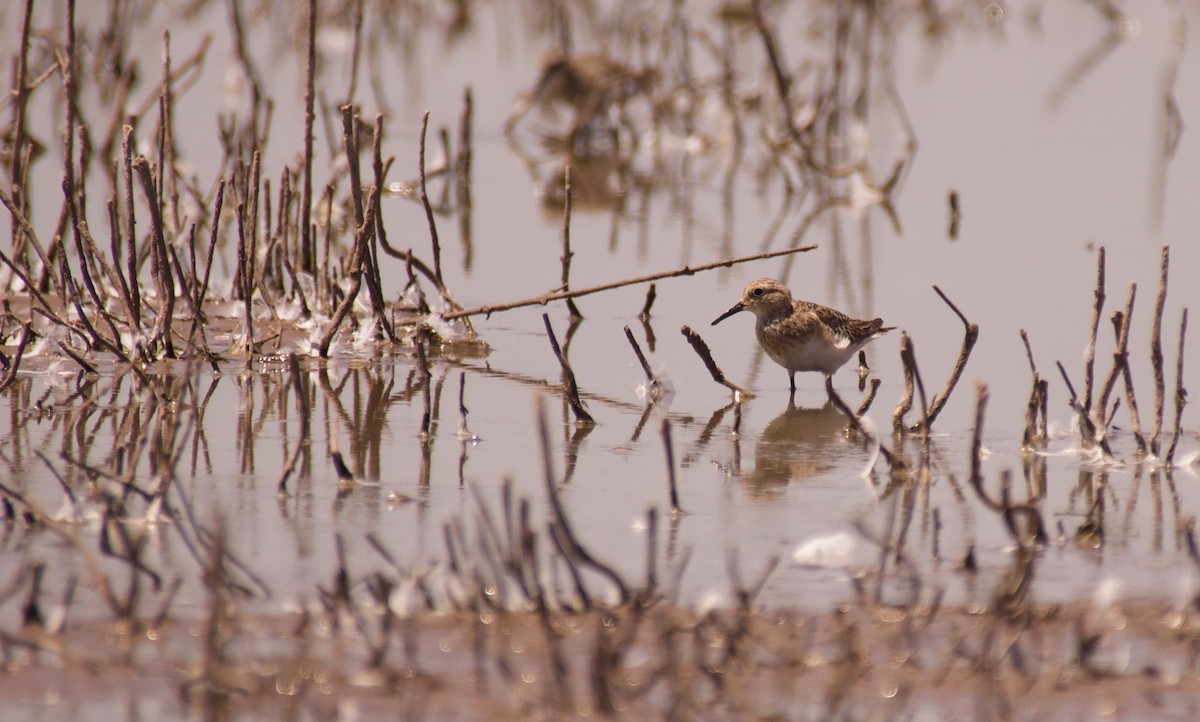 Baird's Sandpiper - ML76953071