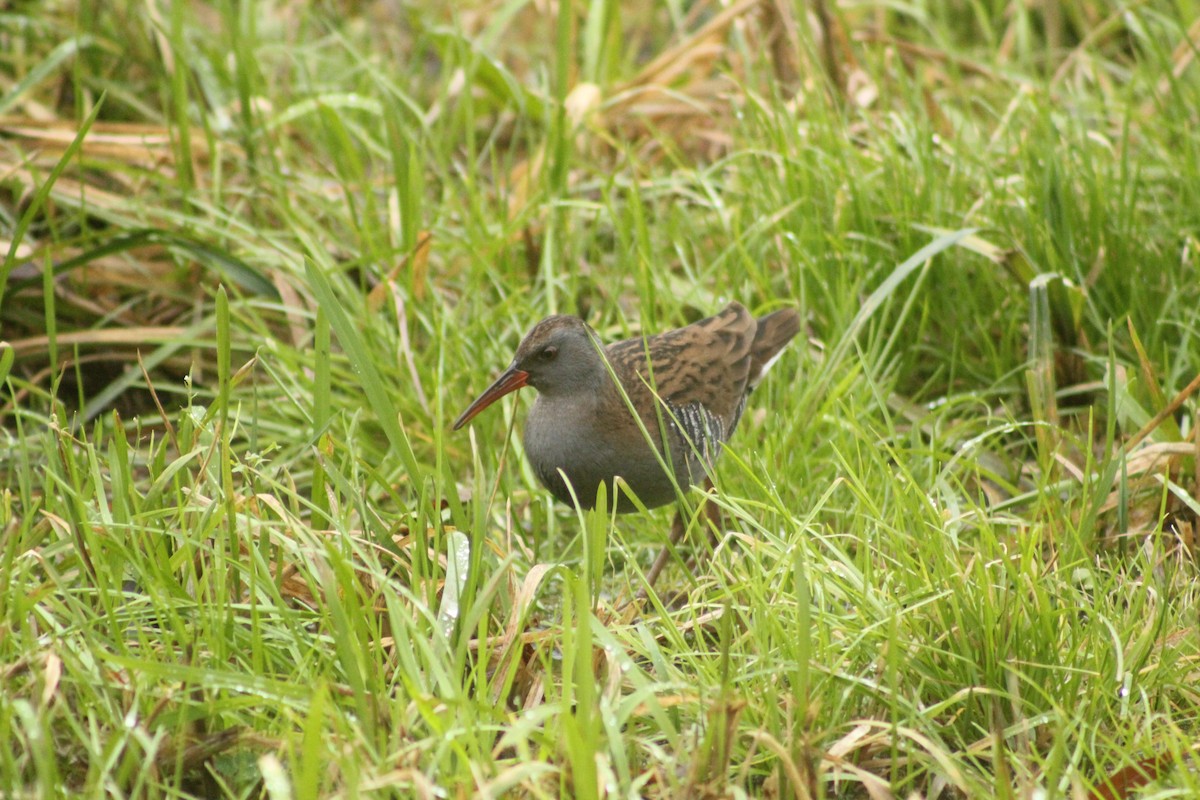 Water Rail - ML76953221