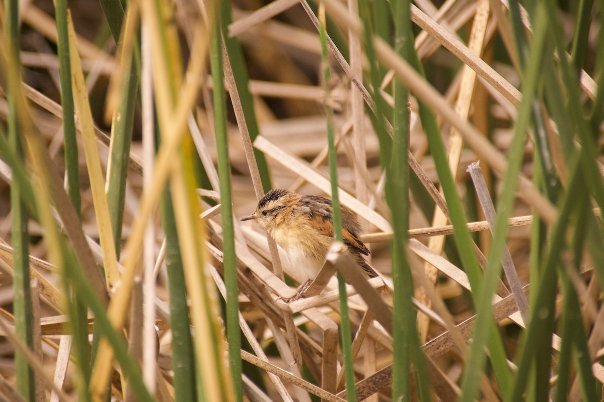 Wren-like Rushbird - ML76953251