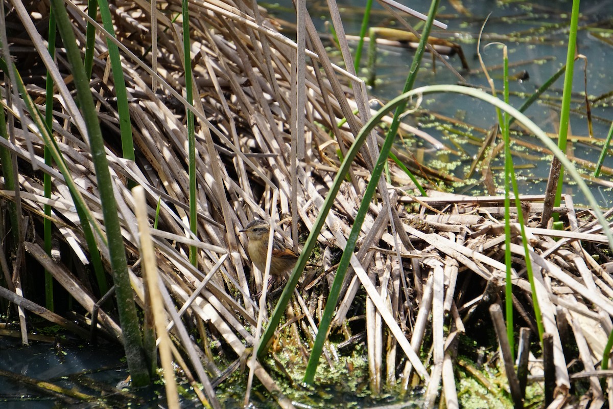 Wren-like Rushbird - Mª Fernanda  Mosqueira (Wudko)